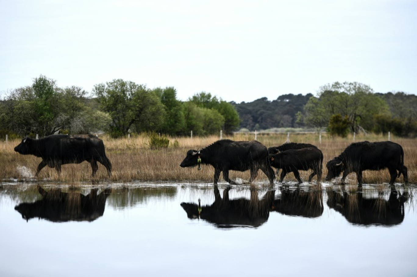 Des buffles d'eau dans la réserve de l'étang de Cousseau (Gironde), le 11 avril 2024 © Christophe ARCHAMBAULT