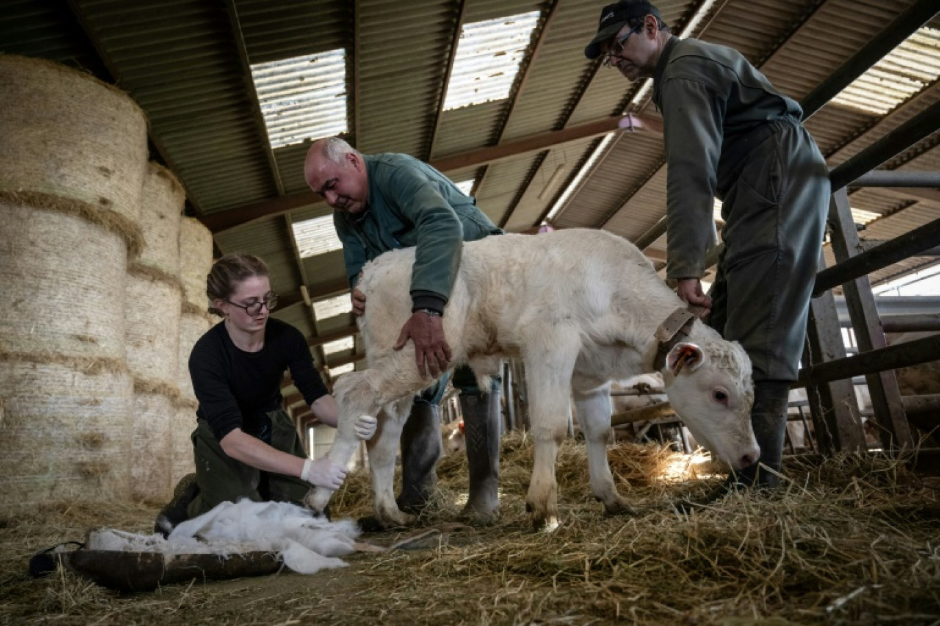 La vétérinaire Marina Abbadie (g),  aidée par deux agriculteurs, retire le plâtre de la patte arrière d'un veau, le 11 avril 2024 dans une ferme près d'Avallon, dans l'Yonne © ARNAUD FINISTRE