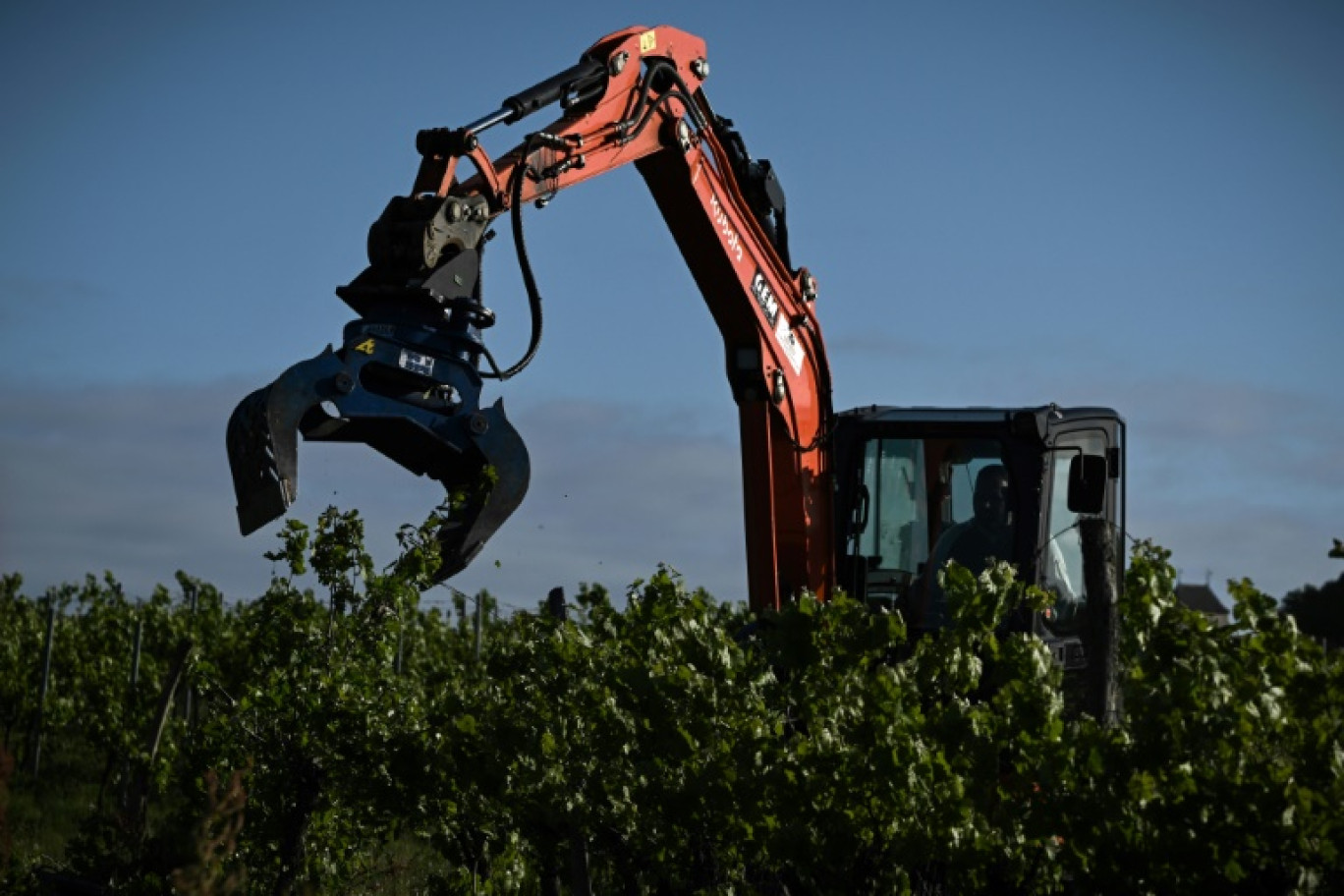 Unepince mécanique déracine des vignes, le 18 avril 2024 à Saint-Martin-de-Sescas, en Gironde © Philippe LOPEZ