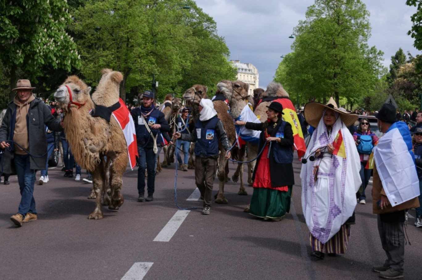 Une parade de camélidés devant le château de Vincennes, le 20 avril 2024 © ALAIN JOCARD