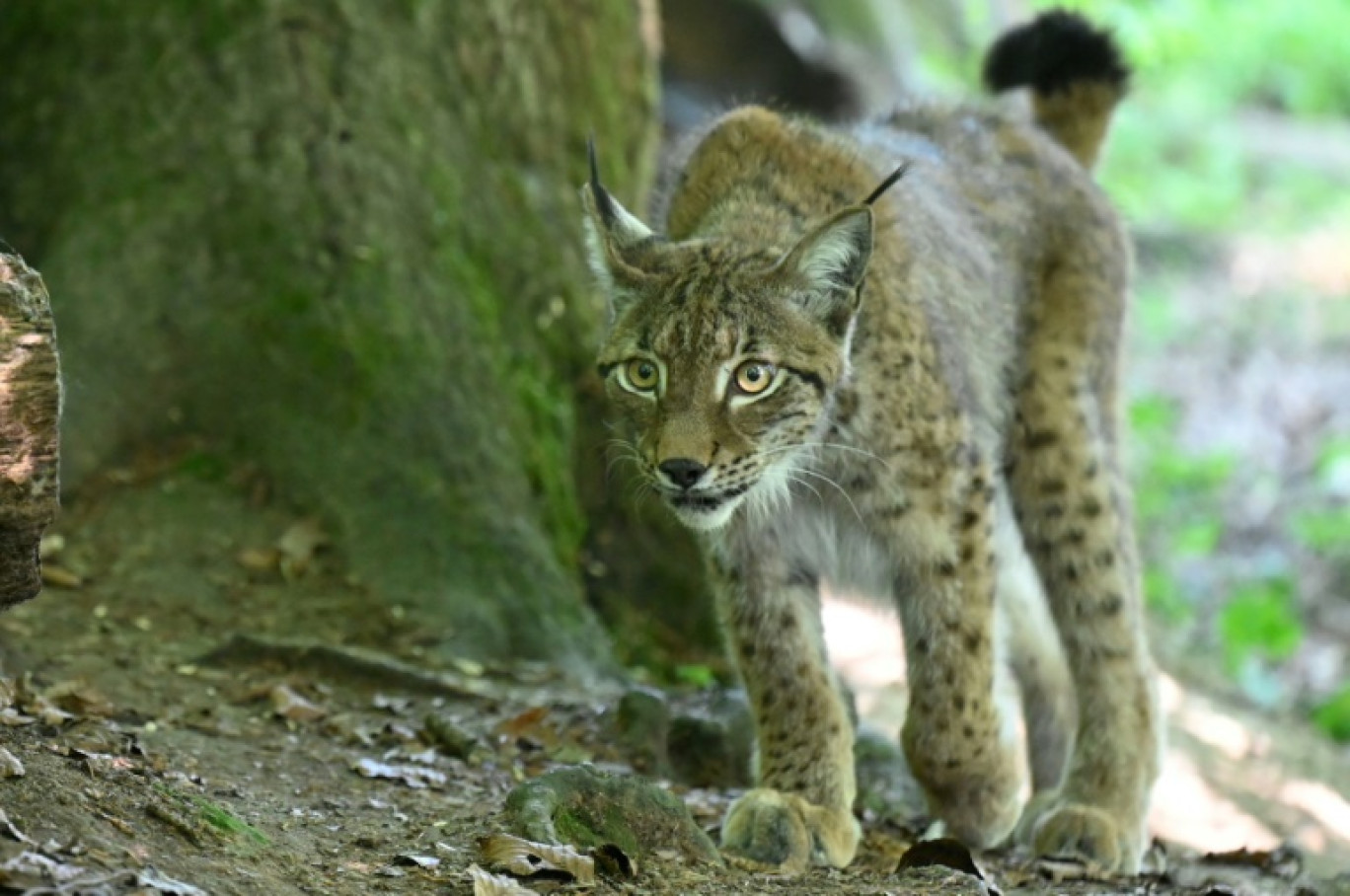 Pour enrayer l'hécatombe des félins tués sur les routes, le village de Sombacour dan sle Doubs mise sur les panneaux "Attention lynx!" © Jean-Christophe VERHAEGEN