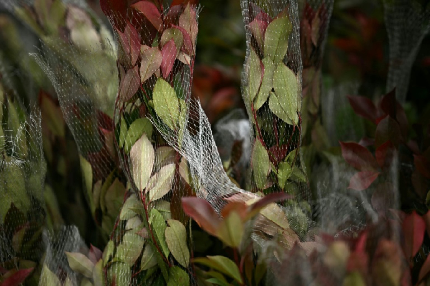 Plantes importées d'Europe, à la pépinière Provender à Swanley (sud-est de l'Angleterre). Photo prise le 26 avril 2024 © Ben Stansall