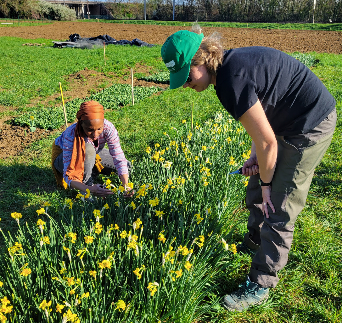 Chantier d’insertion, le champ des sourires accompagne en particulier les femmes vers l’emploi tout en fournissant des fleurs fraiches coupées aux professionnels locaux de la fleuristerie. (@Le Champ des sourires) 