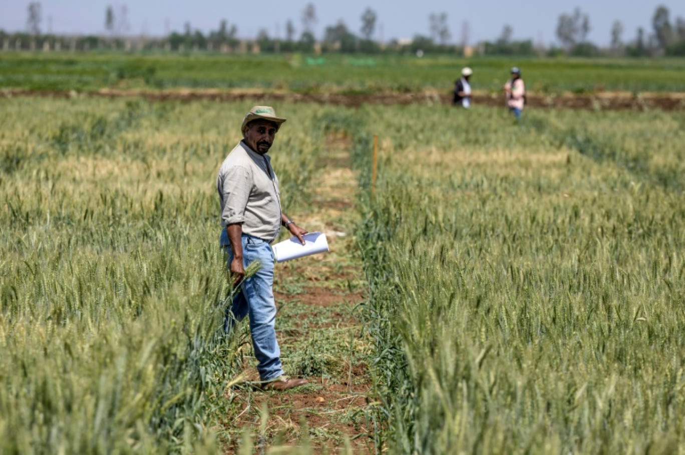 Un chercheur du Centre international de recherche agricole dans les zones arides (Icarda) marche dans un champ cultivé dans la région de Marchouch, dans le nord-ouest du Maroc, le 18 avril 2024 © FADEL SENNA