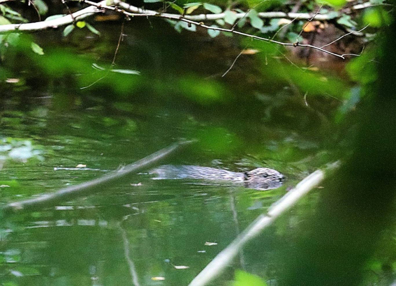 Un castor nage dans la Houille, un affluent de la Meuse, près de Thilay (Ardennes) le 21 août 2019 © FRANCOIS NASCIMBENI