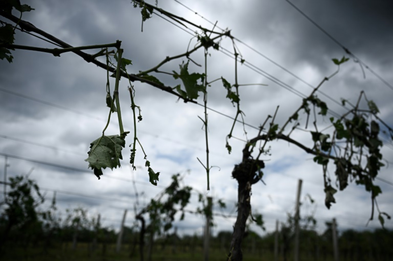 Les dégâts sont "très lourds" sur un quart du célèbre vignoble de Chablis après les violentes averses de grêle de mercredi © Philippe LOPEZ