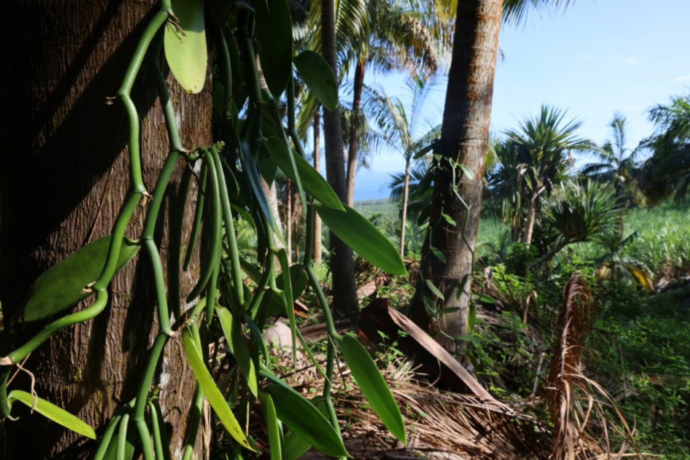 Des plants de vanille dans la propriété de Louis Leichnig à Saint-Philippe, sur l'île de la Réunion, le 26 avril 2024 © Richard BOUHET