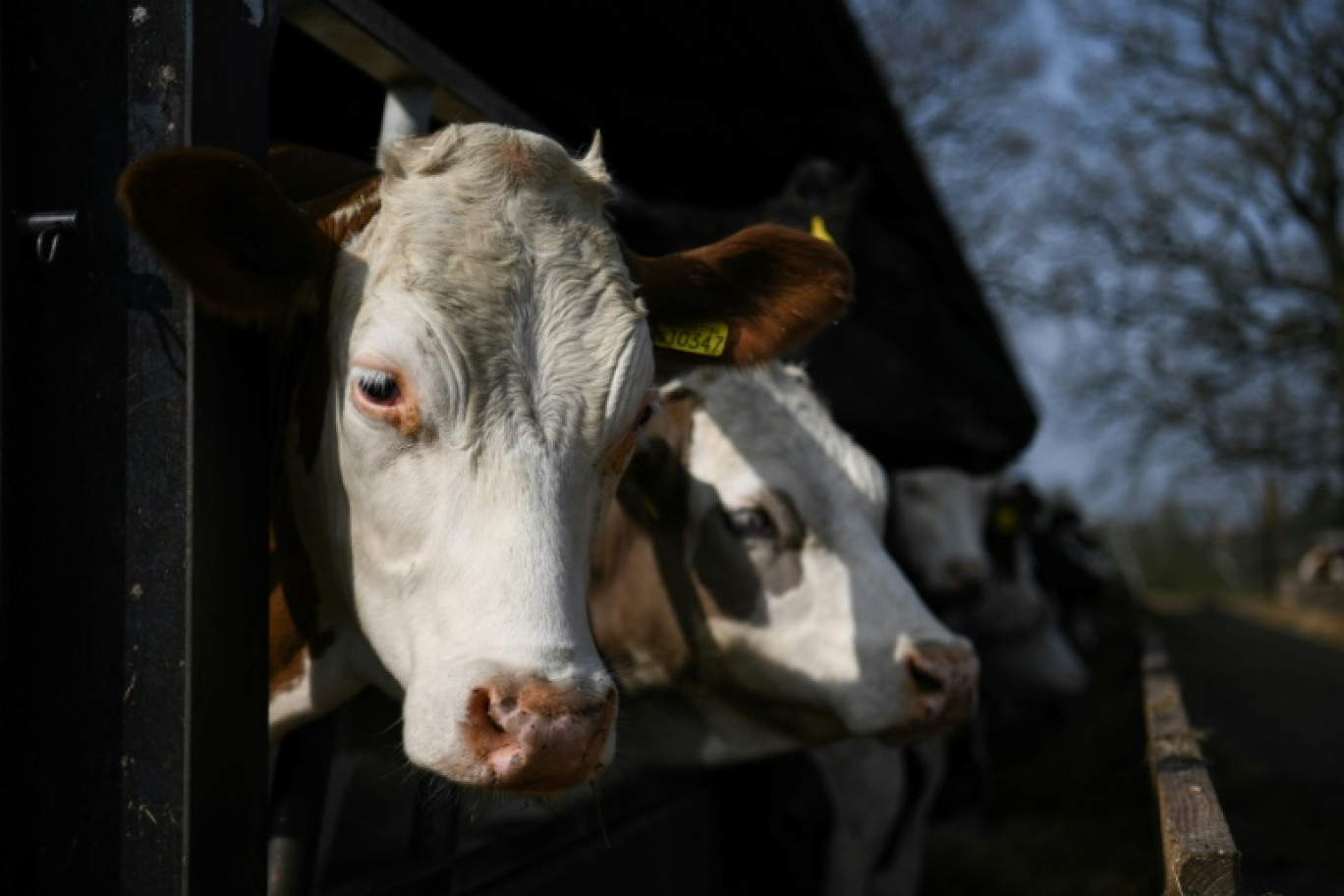 Le Parlement britannique a voté mardi en faveur de l'interdiction de l'exportation d'animaux d'élevage vivants, une décision pionnière pour le Royaume-Uni, qui se démarque de l'Union européenne où cette pratique est toujours en vigueur © Daniel LEAL