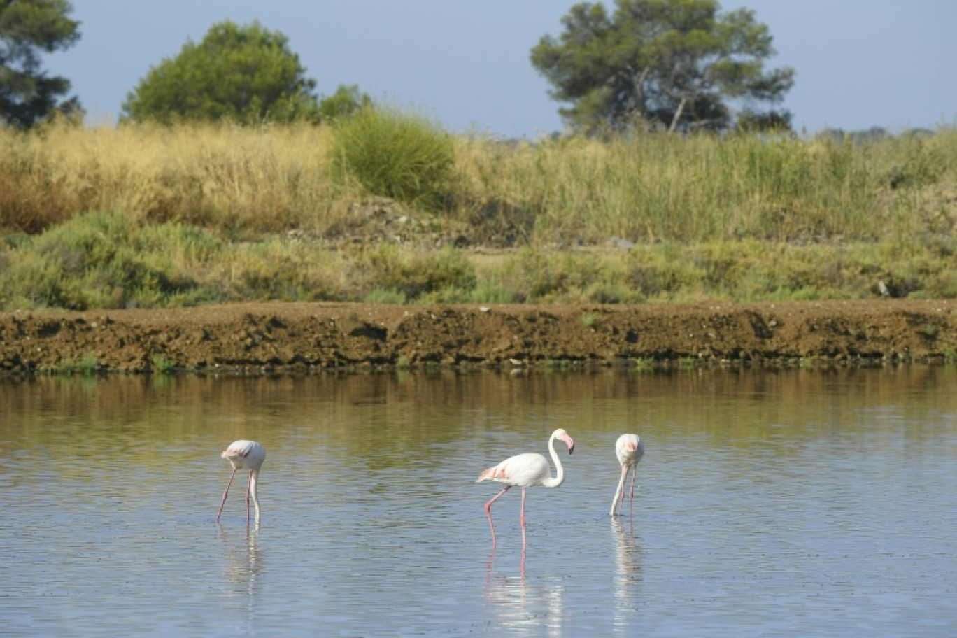 Des flamants roses aux "Vieux-Salins" à Hyères, dans le Var, le 31 août 2021 © Nicolas TUCAT