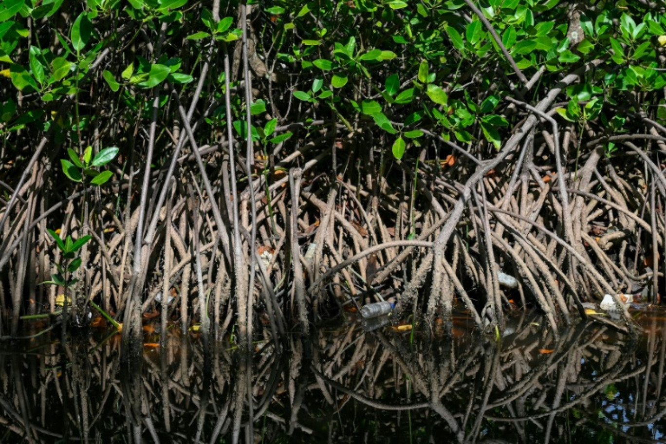 Une bouteille en plastique et des déchets sont visibles près des arbres d'une mangrove lors de la Journée mondiale de la mangrove à Banda Aceh, en Indonésie, le 26 juillet 2023 © CHAIDEER MAHYUDDIN