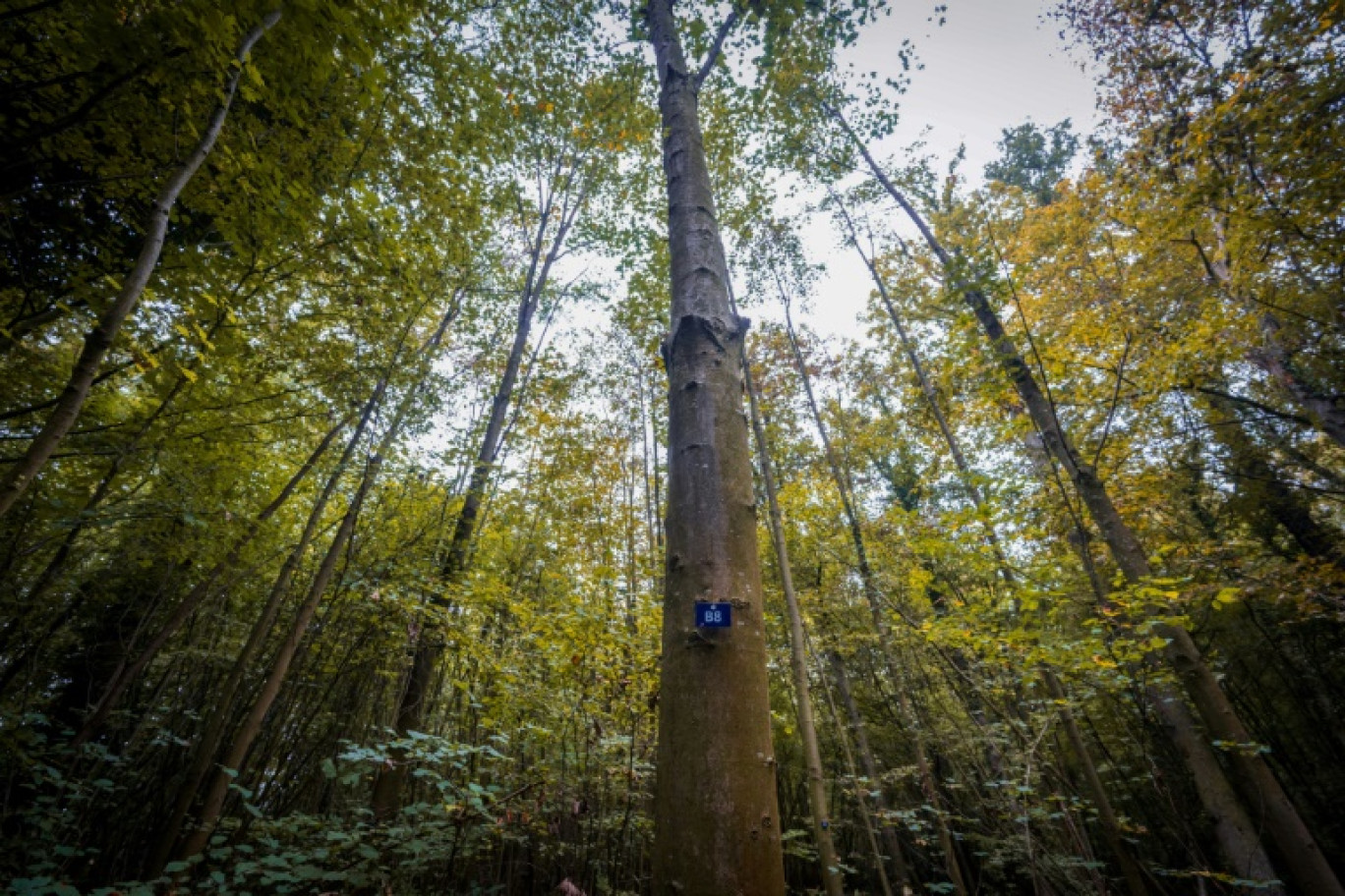 La France tient le rythme prévu pour décarboner son économie, mais les forêts et les sols de son territoire n'absorbent pas autant de CO2 que prévu © PATRICK HERTZOG