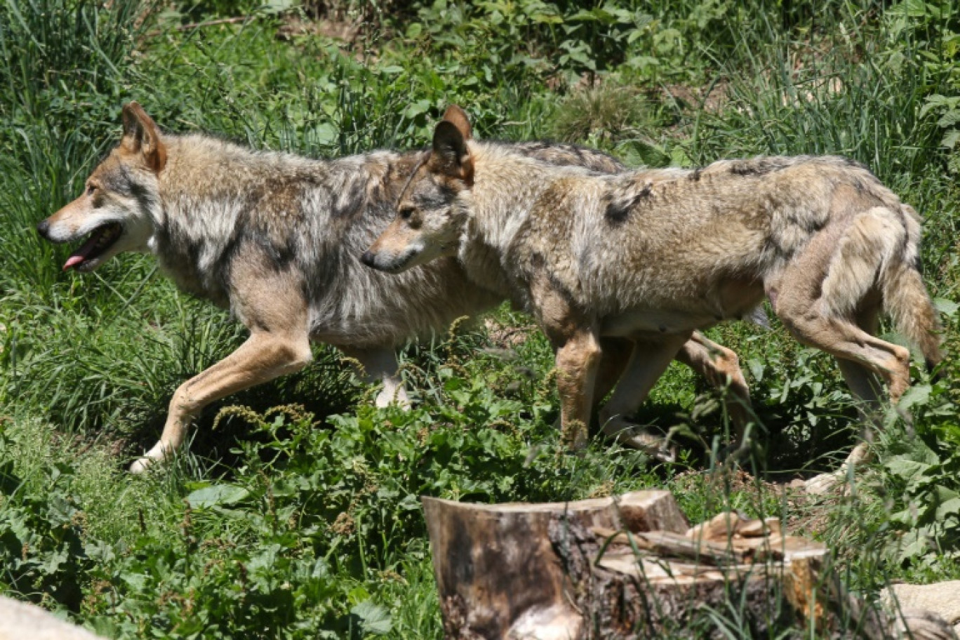 L'estimation du nombre de loups présents en France en 2023 s'est établie à 1.003 individus, en baisse de 9% sur un an © RAYMOND ROIG