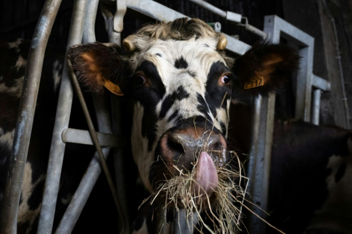 Une vache, à Briouze, le 24 novembre 2023 © LOU BENOIST