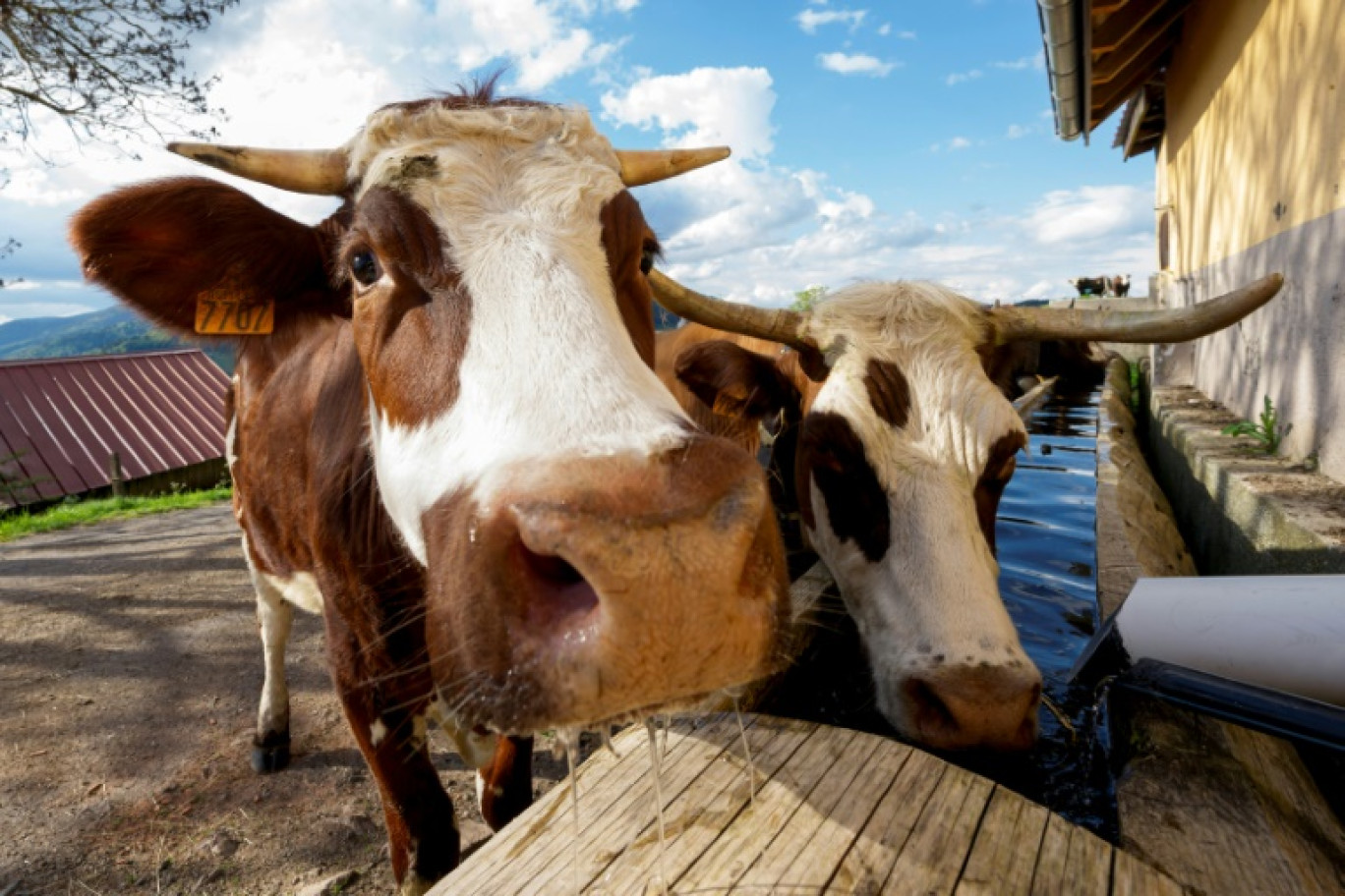 Des vaches boivent, le 13 mai 2024 à Willer-sur-Thur, dans le nord-est de la France © Jean-Christophe Verhaegen