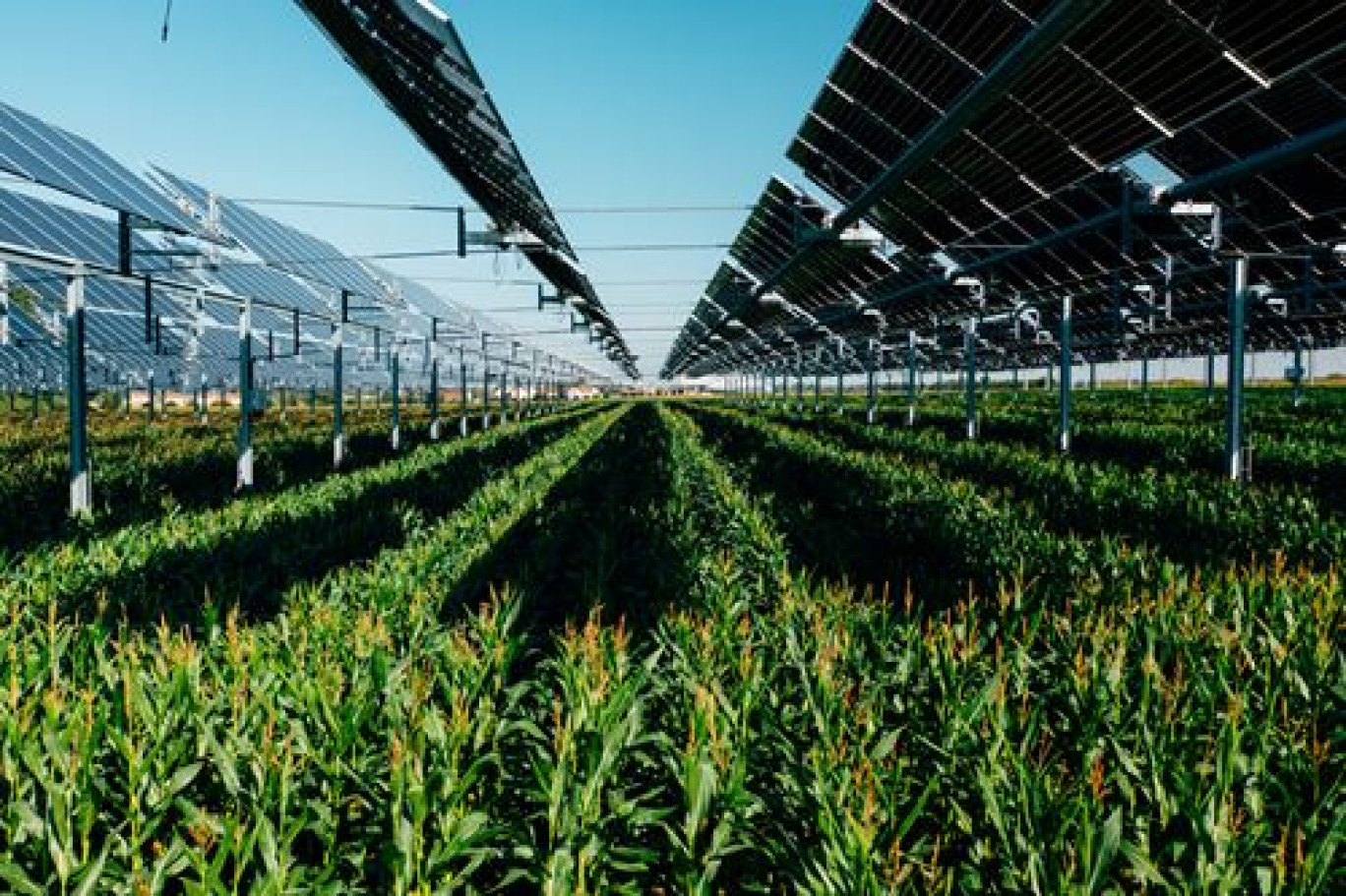 La deuxième canopée agrivoltaïque TSE équipée d’un système d’irrigation intelligent, inaugurée en septembre 2023 à Brouchy (Somme). (c)Julien Bru