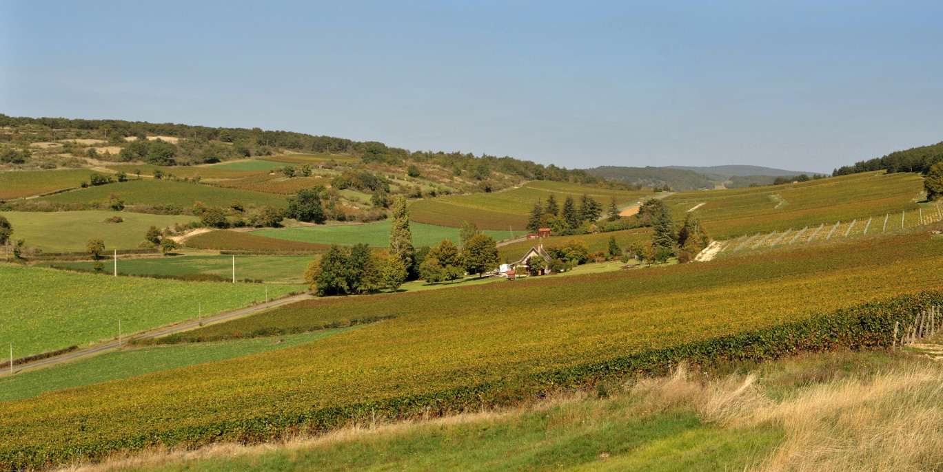 Le vignoble du Mâconnais.© Adobe Stock.