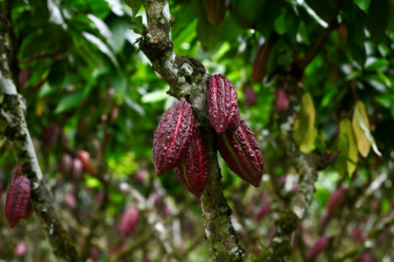 Cabosses de cacao sur un cacaoyer à Buena Fe dans la province de Los Rios dans l'ouest de l'Equateur le 12 juin 2024 © MARCOS PIN