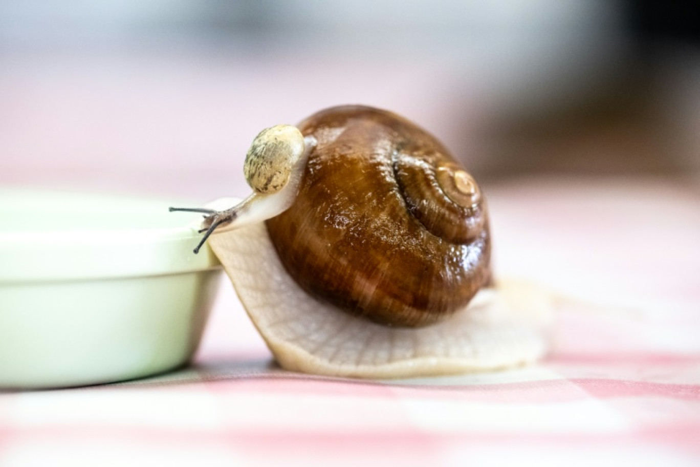 Un escargot de Bourgogne vivant élevé par Toshihide Takase dans son exploitation de Matsusaka (centre du Japon) le 16 mai 2024 © Philip FONG