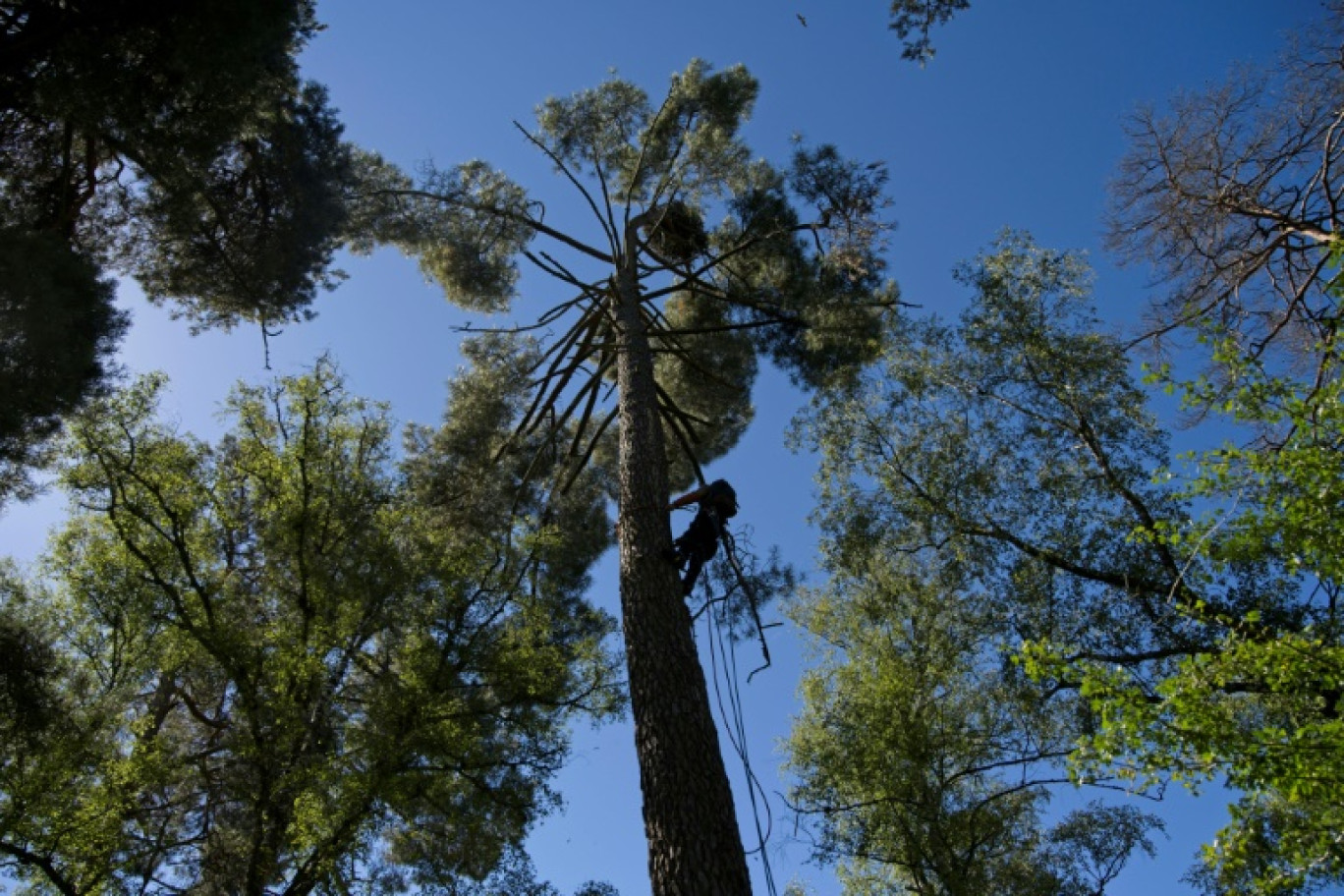 Des arbres du parc national de Chambord, dans le Loir-et-Cher, le 2 juillet 2022 © GUILLAUME SOUVANT