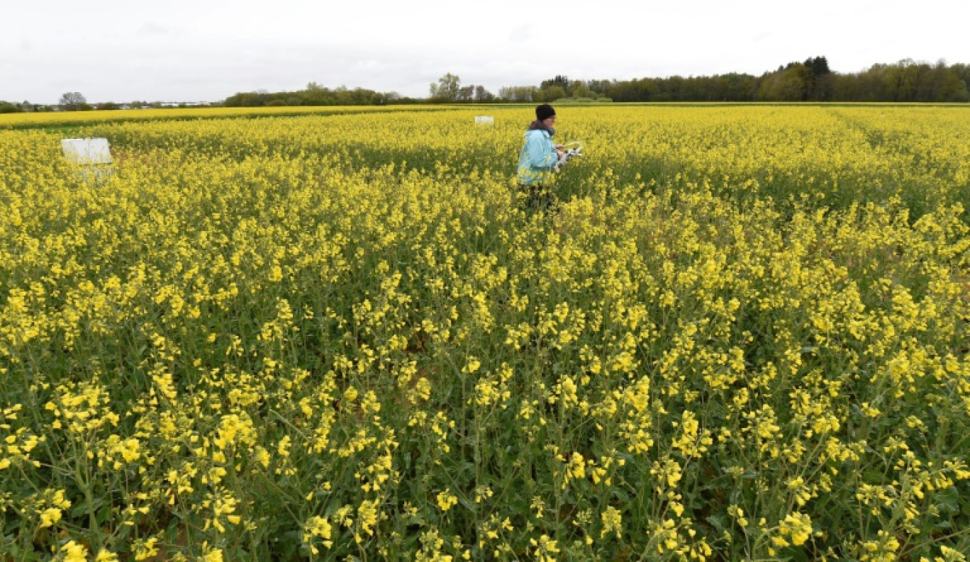 Prises de mesures dans un champ de colza expérimental afin de déterminer les valeurs d'émission d'oxyde nitreux (ou protoxyde d'azote), près d'Olching, dans le sud de l'Allemagne, le 2 mai 2017 © Christof STACHE