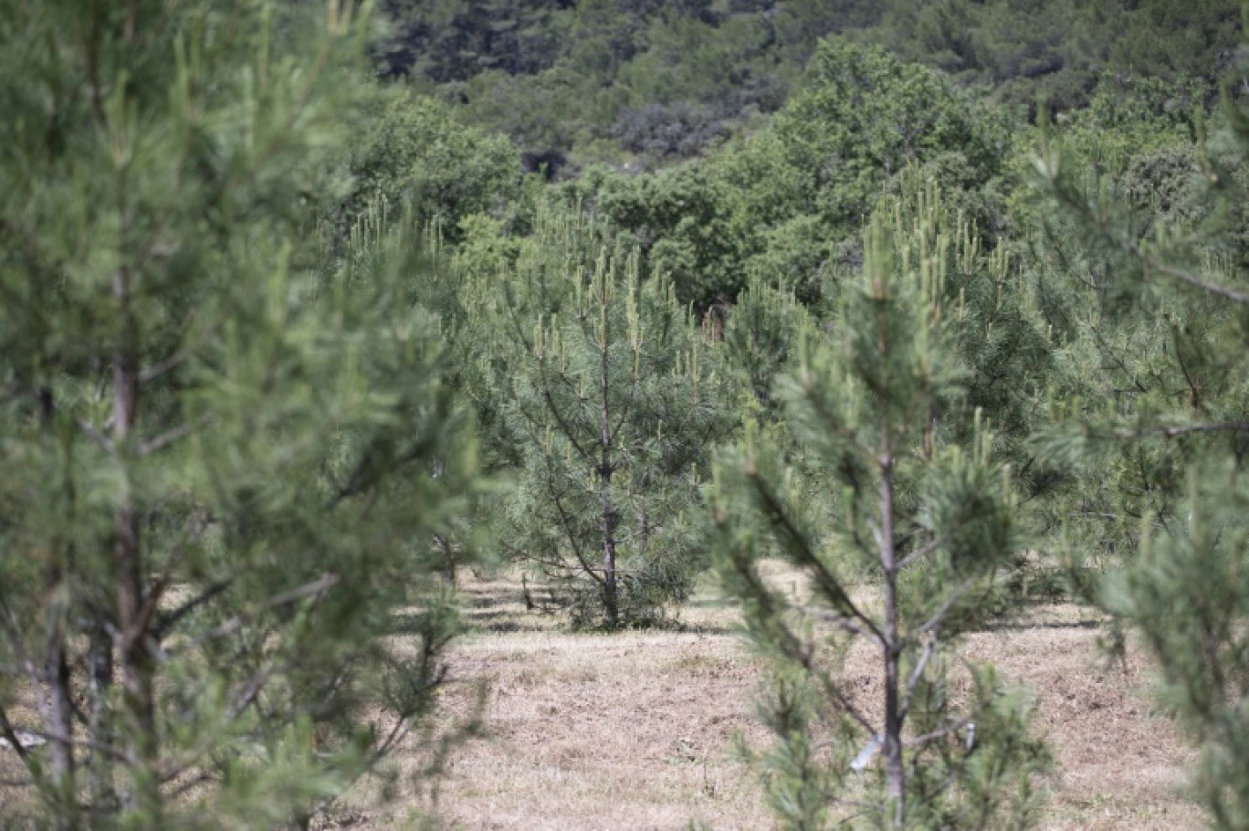 Une plantation de pins de Salzmann en Provence, à Saint-Paul-lès-Durance, dans les Bouches-du-Rhône, le 11 juin 2024 © Jérémy PAOLONI