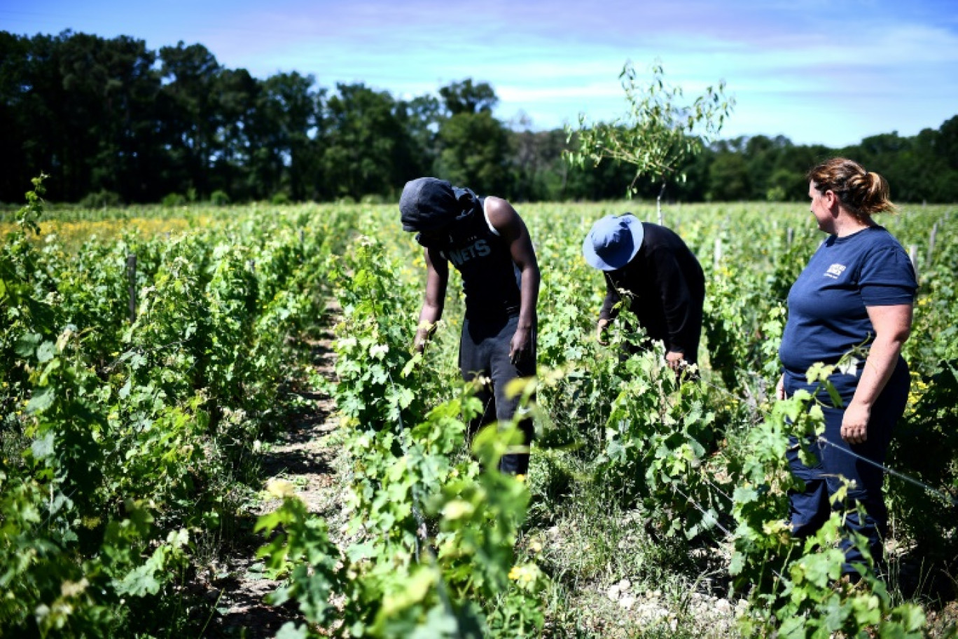 Des jeunes du quartier du Grand Parc à Bordeaux travaillent dans le vignoble du Château Palmer, aux côtés d'une employée du domaine, le 13 juin 2024 à Margaux, en Gironde © Christophe ARCHAMBAULT