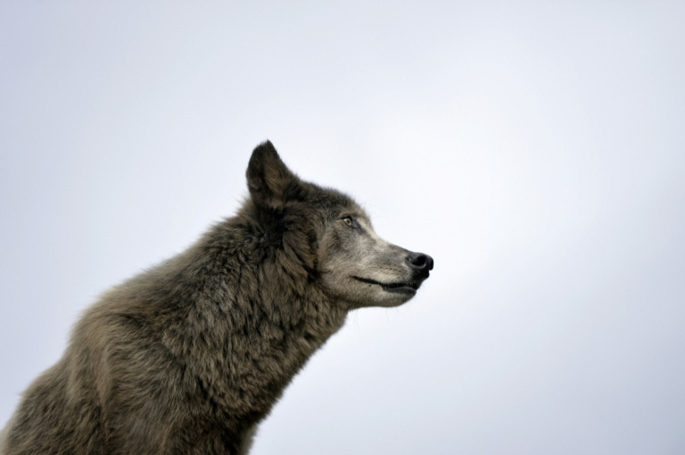 Le tribunal administratif de Besançon a annulé mardi deux arrêtés préfectoraux qui autorisaient des tirs contre le loup pour protéger des troupeaux situés dans le département du Doubs © MIGUEL MEDINA