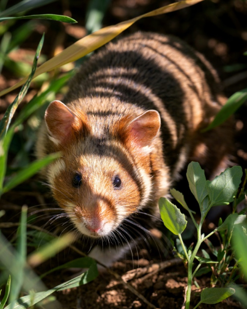 Un Grand Hamster d'Alsace
lors d'une opération de réintroduction à Ernolsheim-Bruche, le 14 juin 2022 © PATRICK HERTZOG