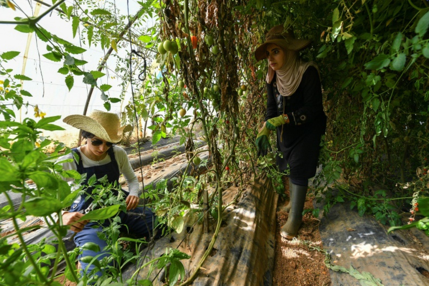 Amira Messous et Ibtissem Mahtout dans leur ferme à Douaouda, à une trentaine de kilomètres à l'ouest de la capitale algérienne, le 30 mai 2024 © -