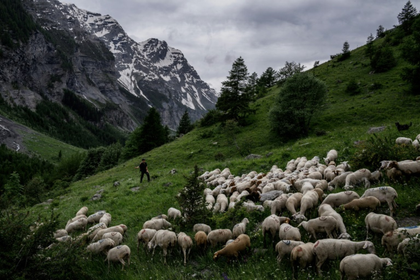 Simon Thomas surveille un troupeau de brebis, à l'Argentière-la-Bessée (Hautes-Alpes), le 18 juin 2024 © JEFF PACHOUD