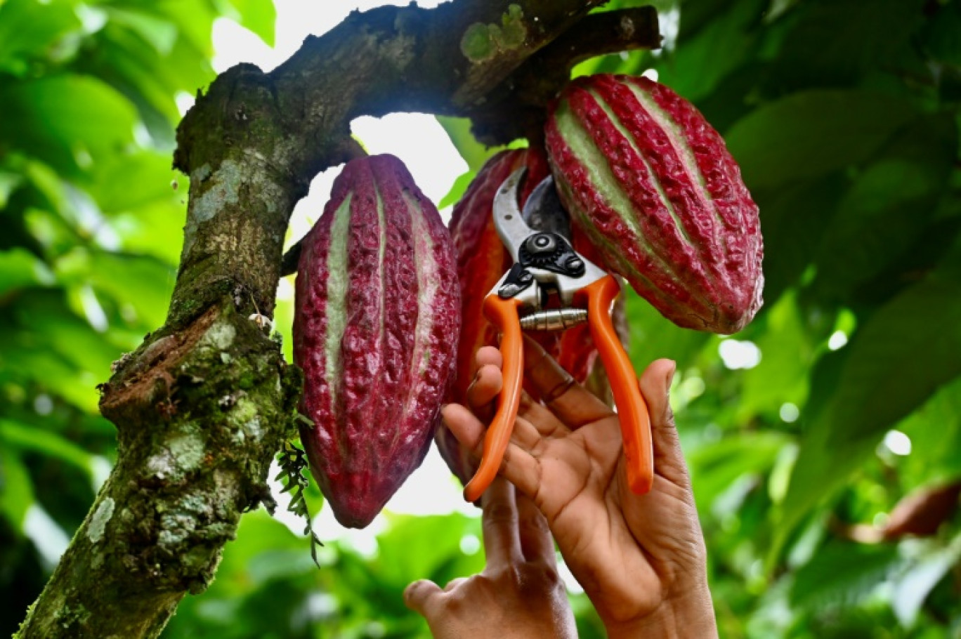 Un ouvrier coupe des fruits de cacao suspendus à un arbre dans une ferme du canton de Buena Fe, dans la province de Los Rios, en Équateur, le 12 juin 2024 © MARCOS PIN