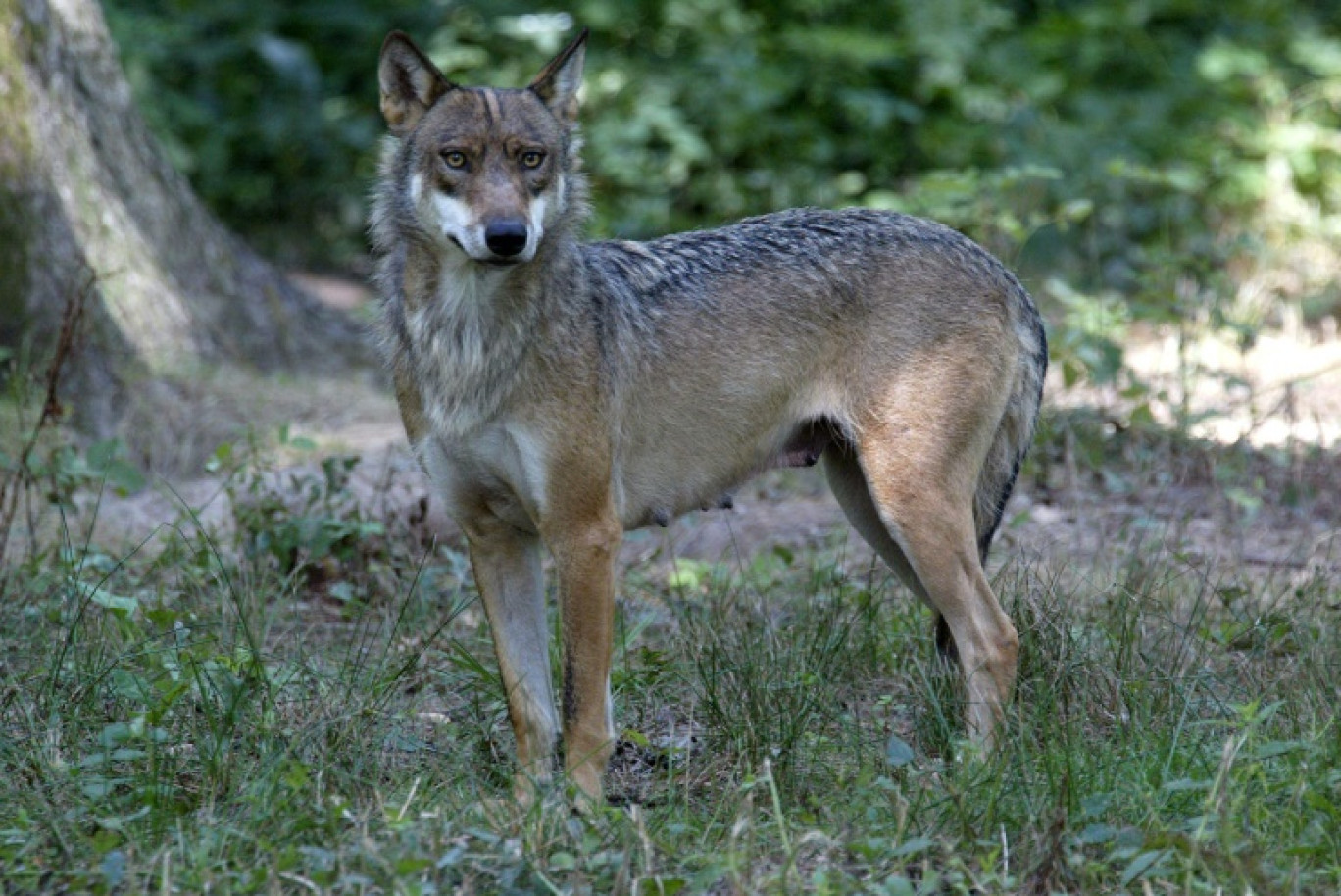 Une louve dans le Parc animalier de Thoiry, le 1er août 2002 dans les Yvelines © MARTIN BUREAU