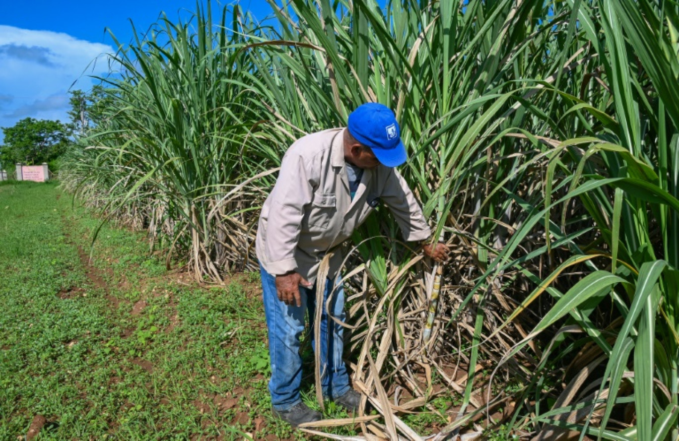 Un ouvrier inspecte des cannes à sucre qui serviront à de nouvelles plantations, à la coopérative agricole Rigoberto Corcho, dans la province d'Artemisa, le 27 juin 2024 à Cuba © YAMIL LAGE