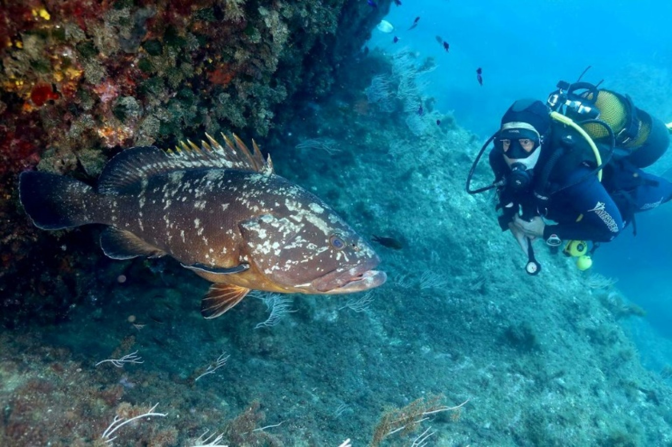 Un mérou brun (Epinephelus marginatus) à côté d'un plongeur, à Banyuls-sur-Mer, dans les Pyrénées-Orientales, photographie diffusée le 30 juillet 2024 par la Réserve Marine de Banyuls-Cerbère © Didier FIORAMONTI