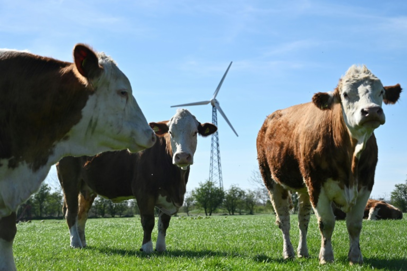 Un élevage bovin à Hjolderup, au Danemark, le 8 mai 2023 © Sergei GAPON