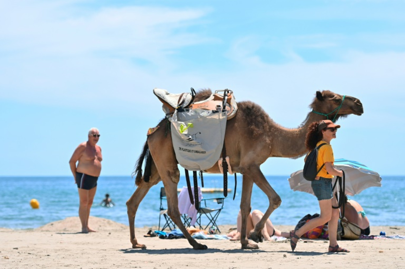 Un membre de Dromasud conduit un dromadaire sur une plage pour collecter les déchets des vacanciers, à Frontignan Plage dans l'Hérault le 13 juillet 2024 © Sylvain THOMAS