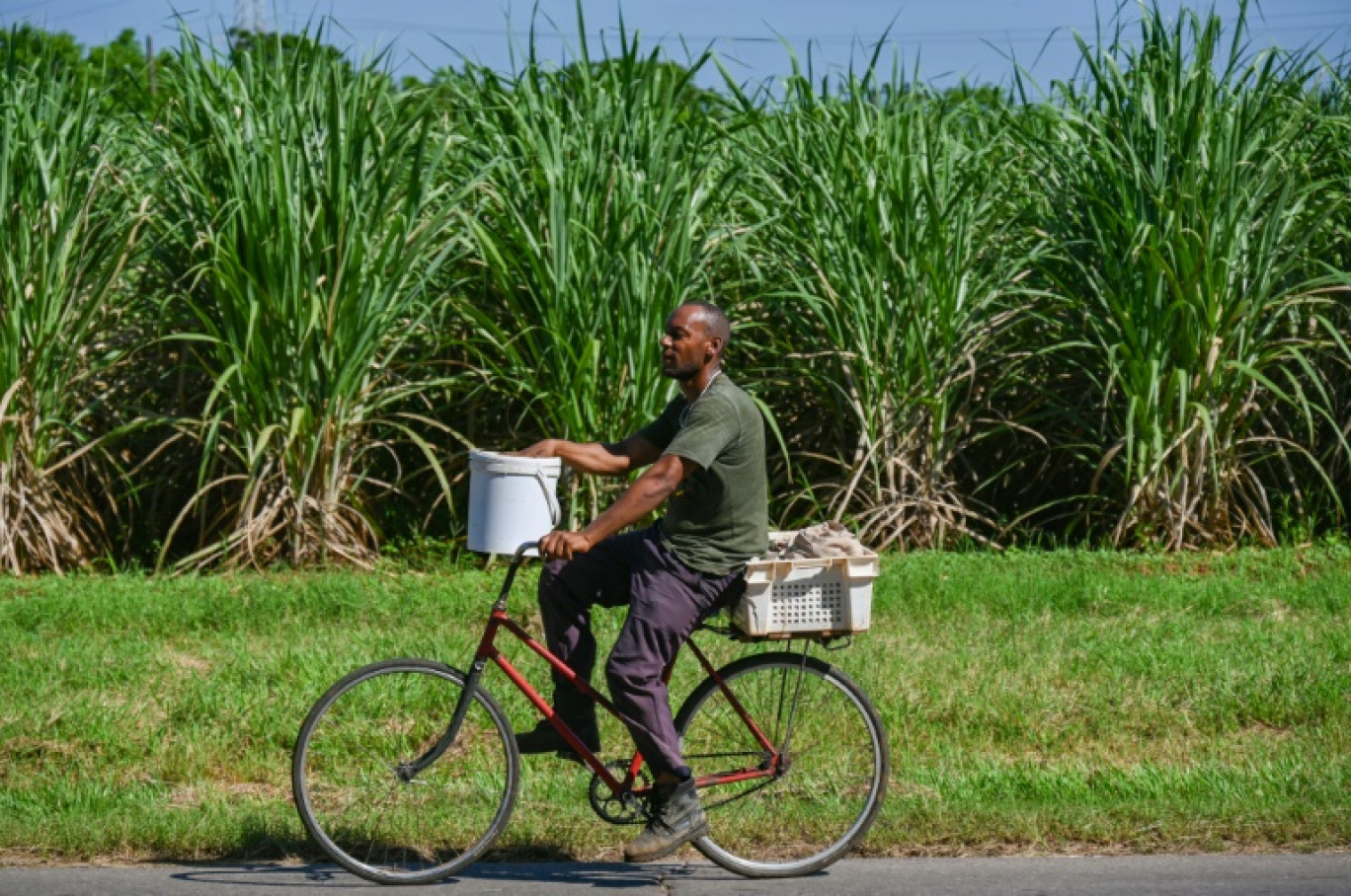 Un homme passe à vélo devant un champ de canne à sucre, dans la province d'Artemisa, le 27 juin 2024 à Cuba © YAMIL LAGE