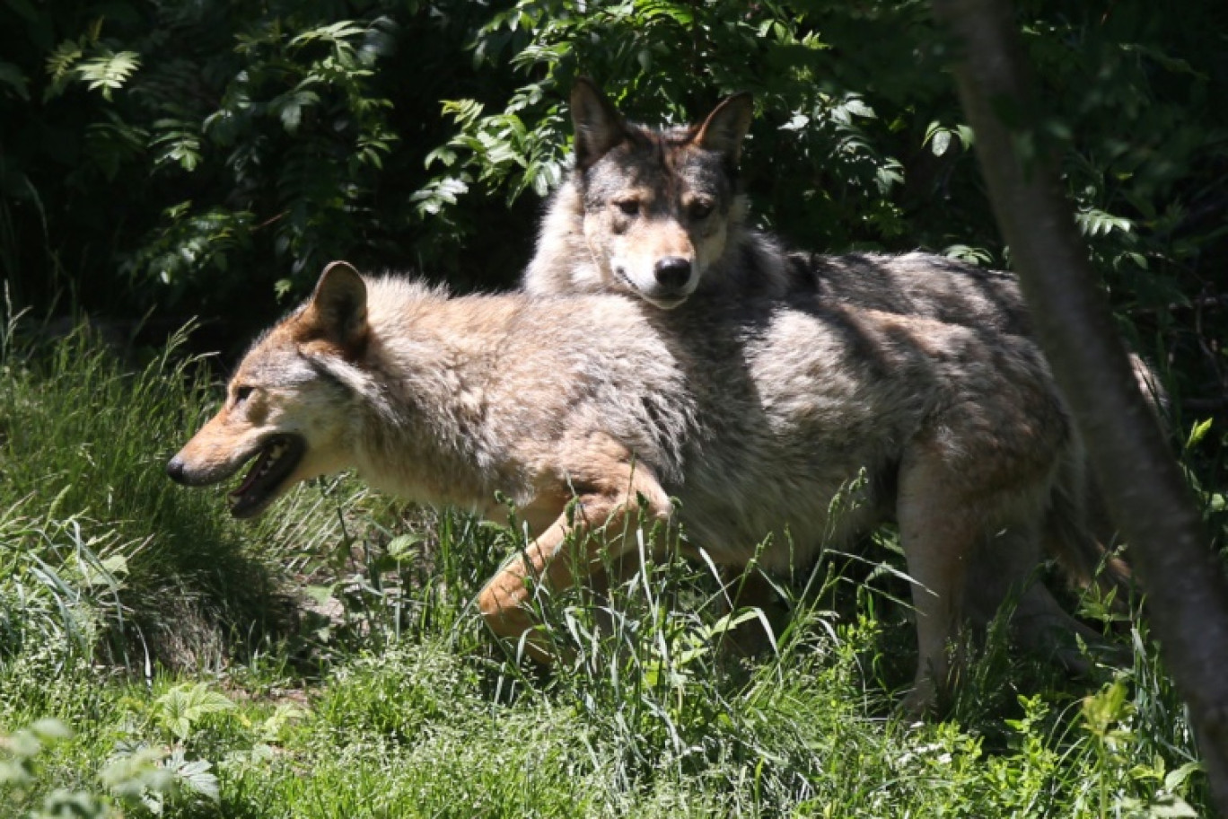 Le retour du loup en Europe suscite bien des passions, plus que bien d'autres animaux sauvages © RAYMOND ROIG