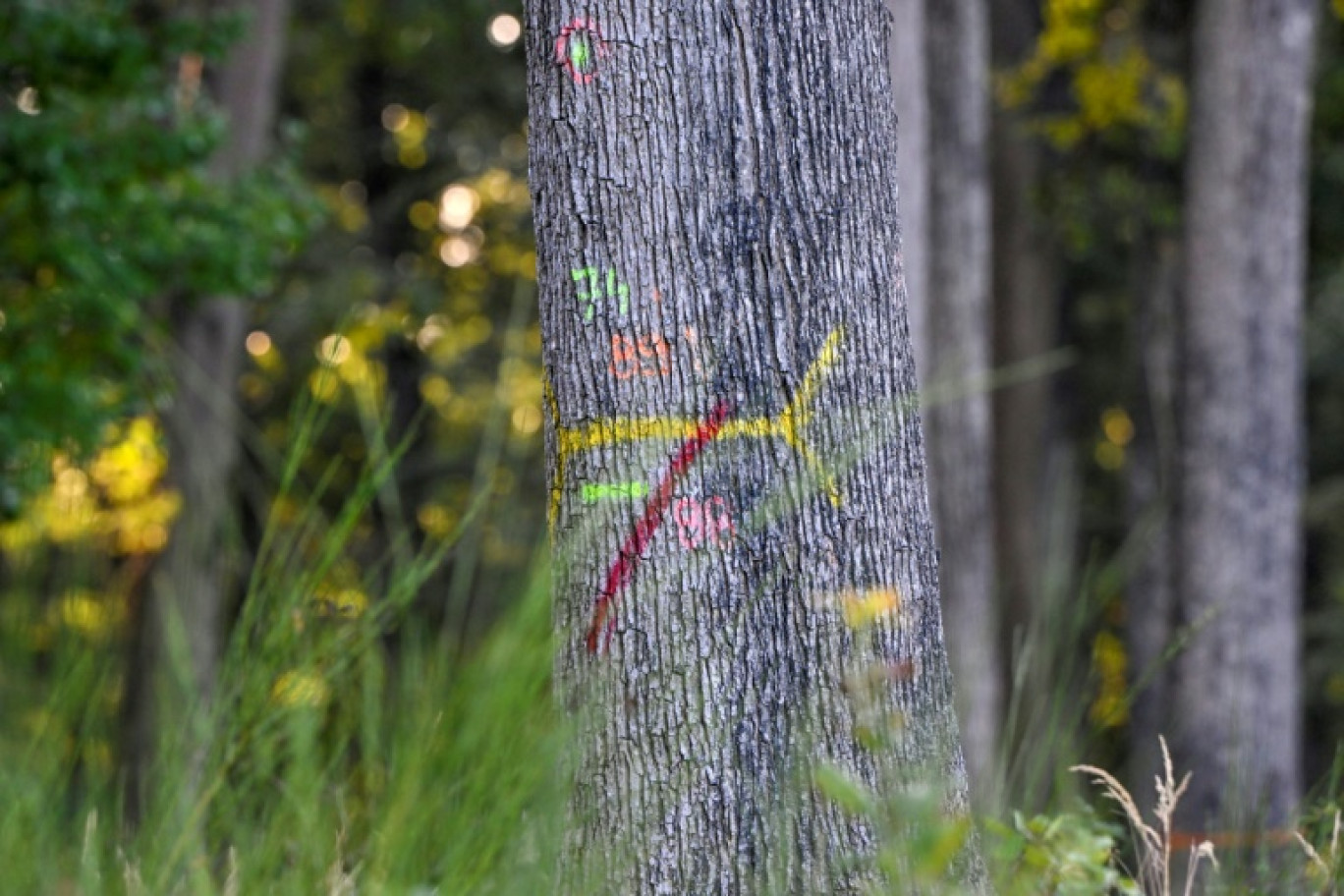 Un chêne dans la forêt de Tronçais à Saint-Bonnet-de-Tronçais, dans l'Allier, le 20 septembre 2022 © THIERRY ZOCCOLAN