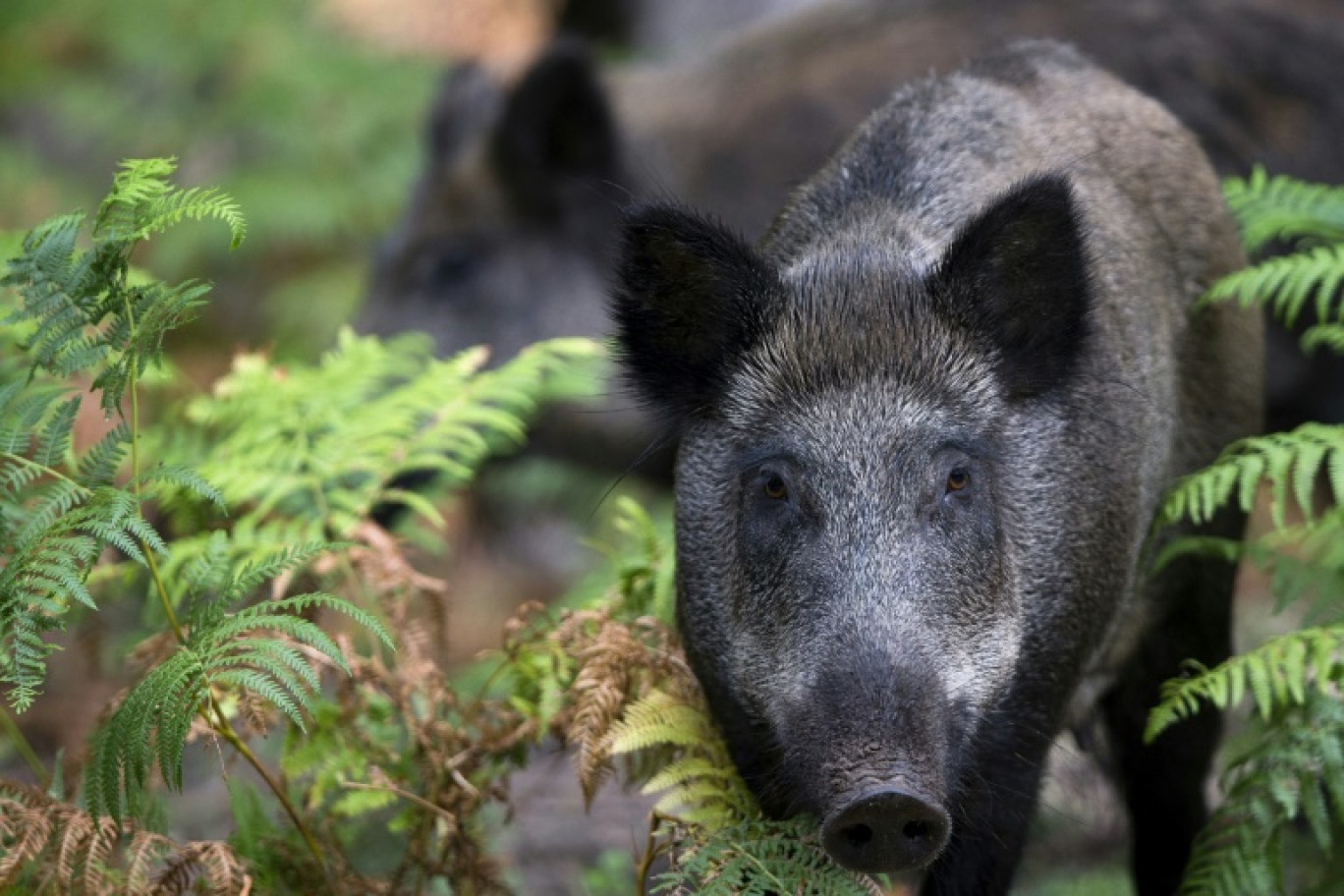 Un sanglier dans la réserve forestière de Rambouillet dans les Yvelines, le 31 juillet 2013 © JOEL SAGET