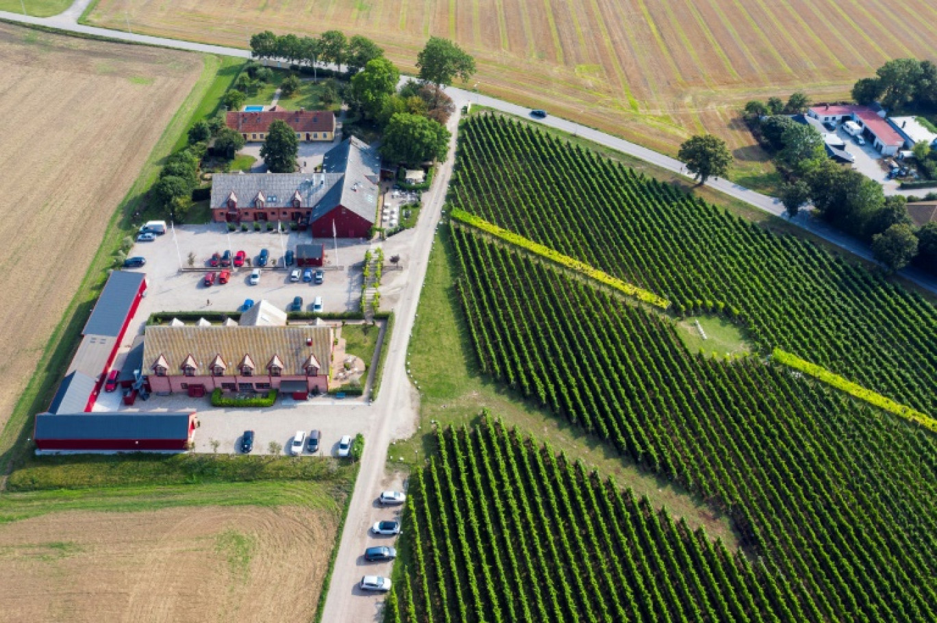 Le vignoble de Fladie, situé près de la ville de Lund, dans le comté de Skane, dans le sud de la Suède, le 28 août 2019 © Jonathan NACKSTRAND