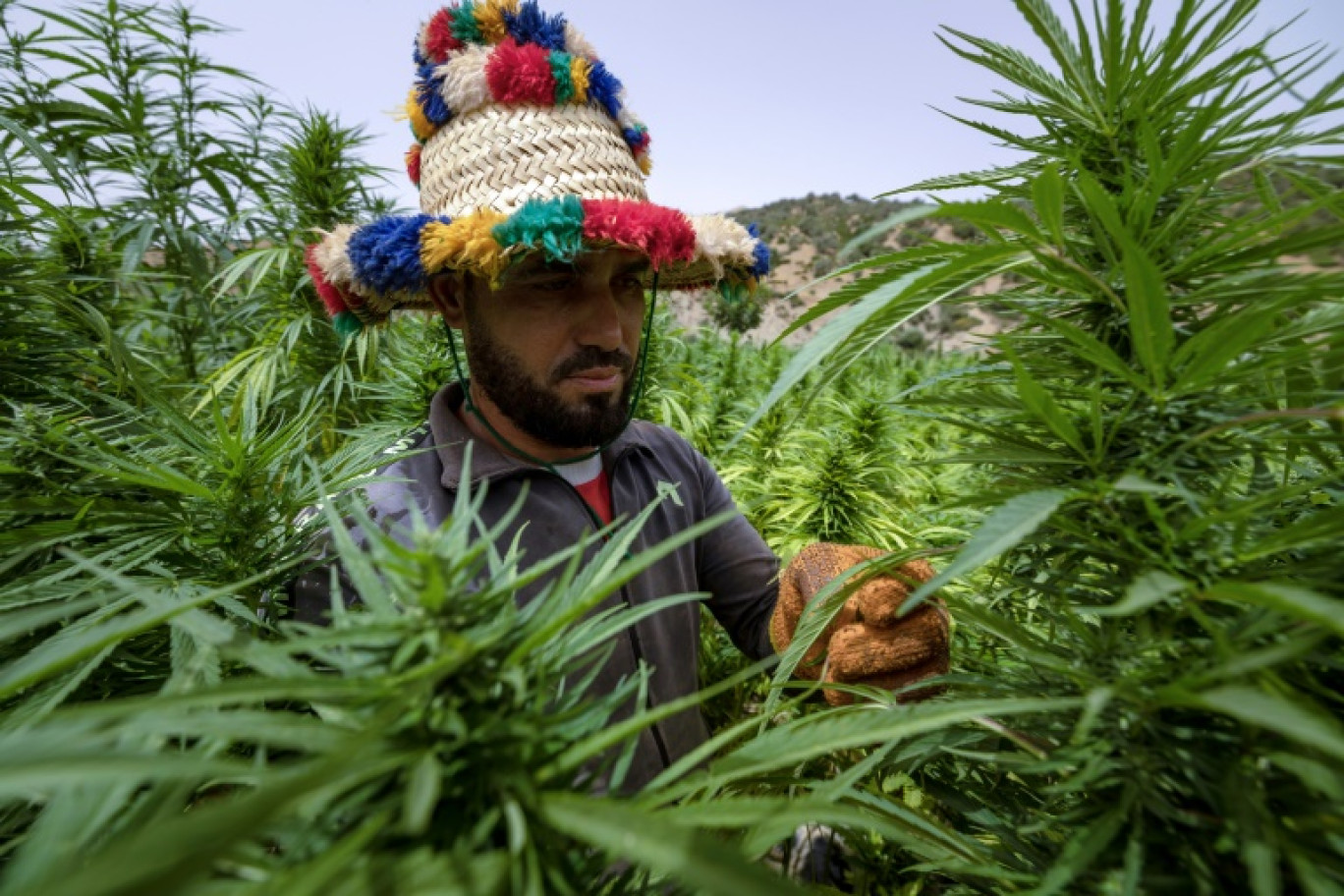 Un agriculteur vérifie la récolte de cannabis à Mansoura, dans la région de Chefchaouen, au sud-est de Tanger, le 18 juillet 2024 © FADEL SENNA