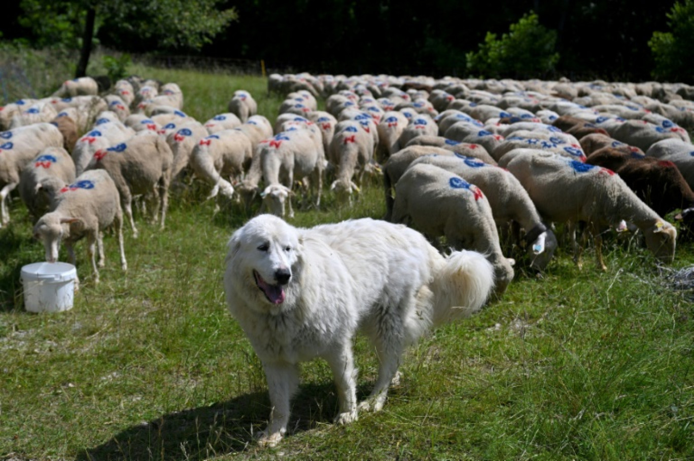 Un patou monte la garde à côté d'un troupeau de moutons, le 27 juin 2024 à Saint-Etienne-les-Orgues, dans les Alpes-de-Haute-Provence © Nicolas TUCAT