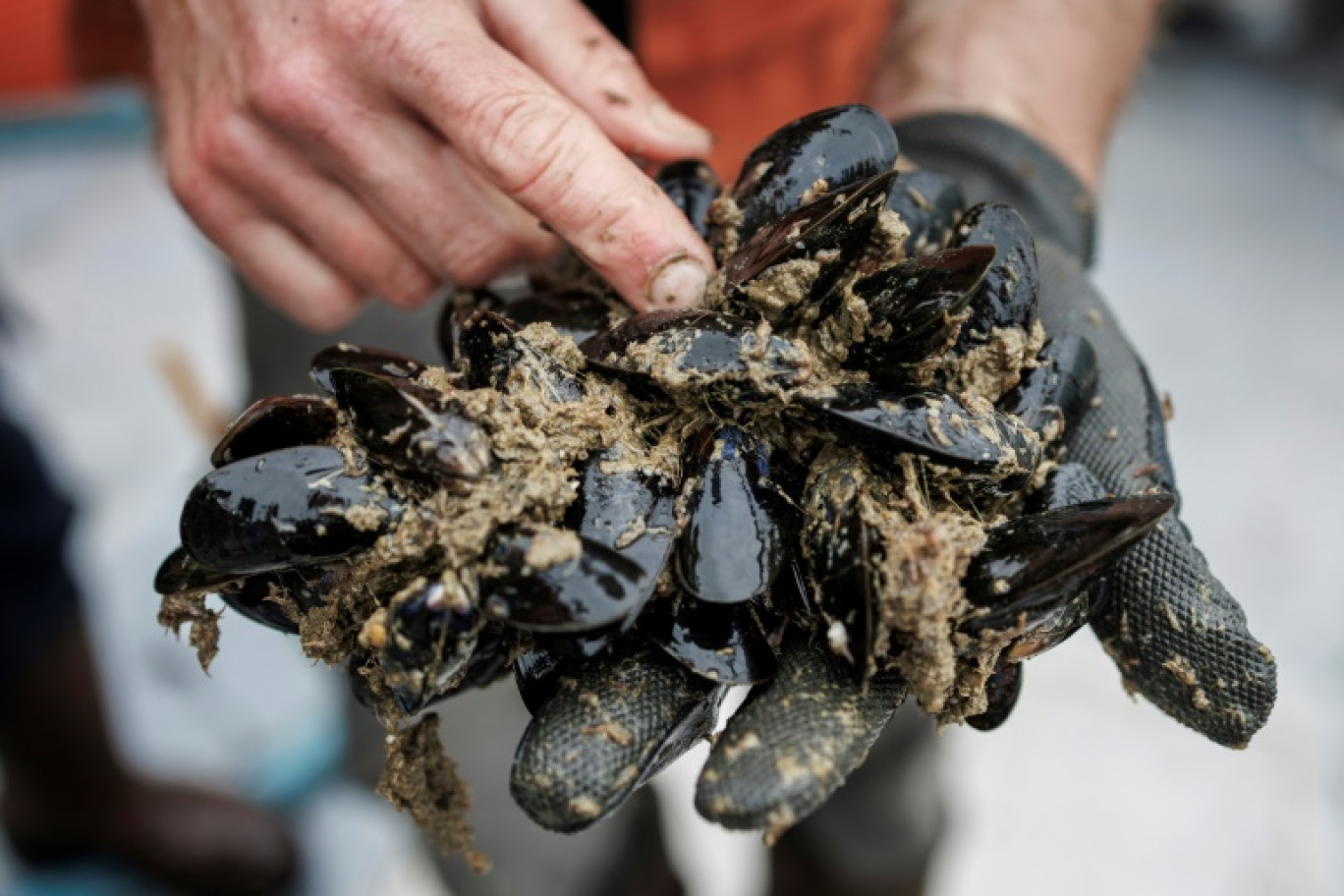 Stijn Van Hoestenberghe, responsable de la gestion d'une ferme marine du groupe Colruyt, montre des moules récoltées en mer du Nord, au large de Nieuport, en Belgique, le 18 juin 2024 © Simon Wohlfahrt