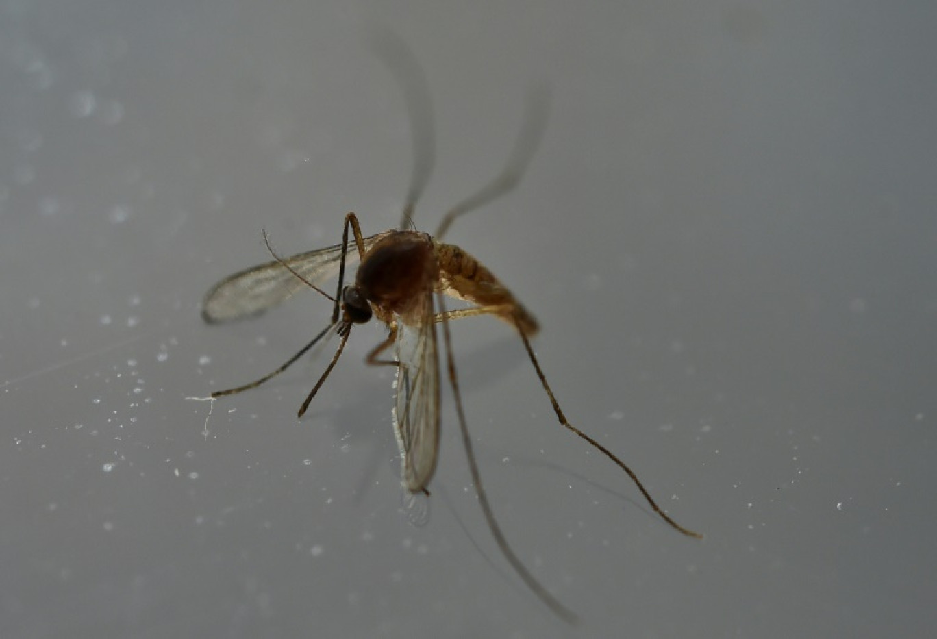 Un moustique "tigre asiatique" (anciennement Aedes albopictus), vecteur de maladies comme le chikungunya, à Mexico, le 7 mai 2016 © YURI CORTEZ