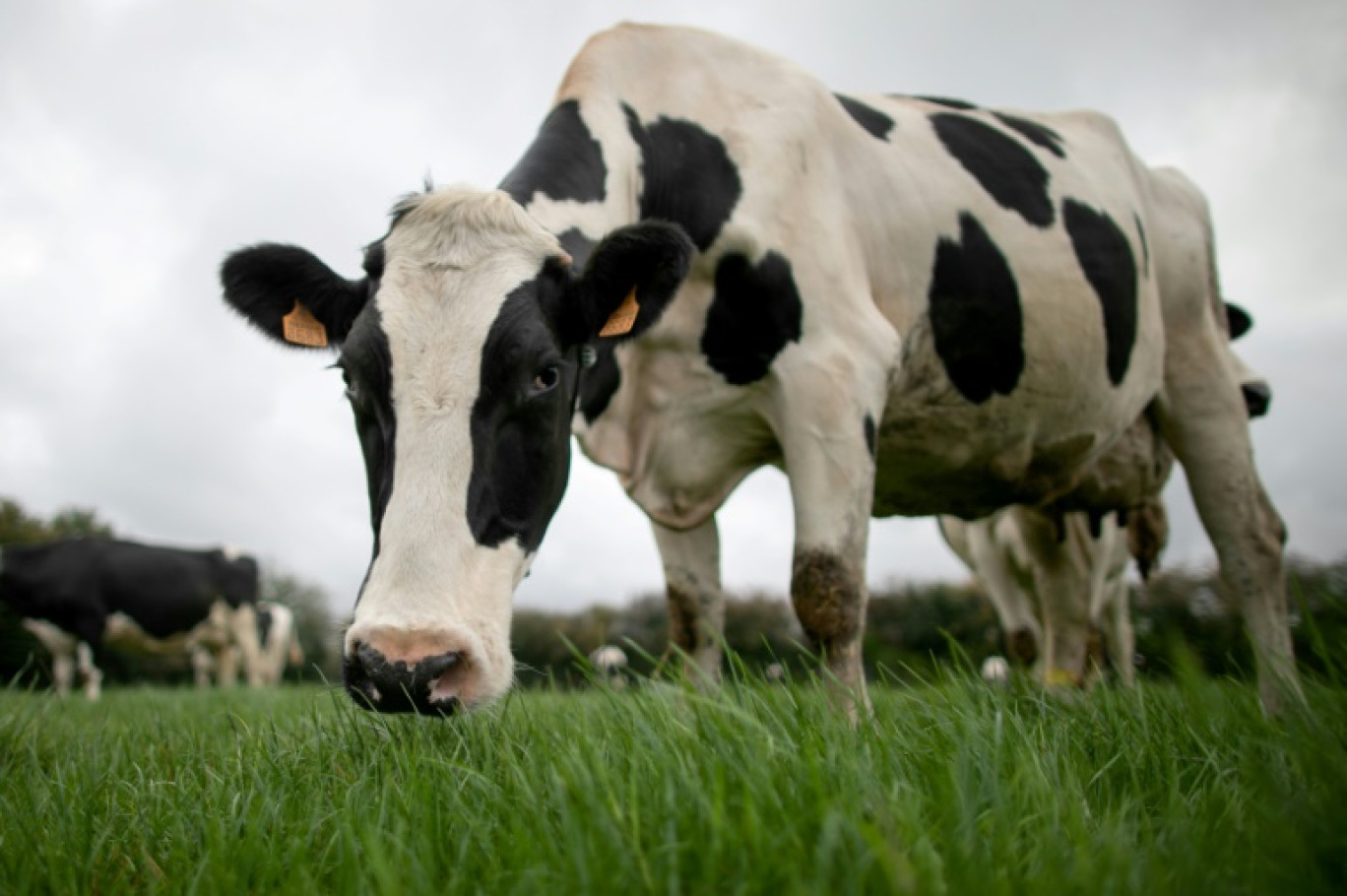 Un robinet qu'on ouvre, de l'eau claire qui s'écoule... Rien d'extraordinaire en apparence, sauf que cette eau est issue d'un procédé industriel de déshydratation du lait, et donc d'abord passée dans le corps d'une vache © LOU BENOIST