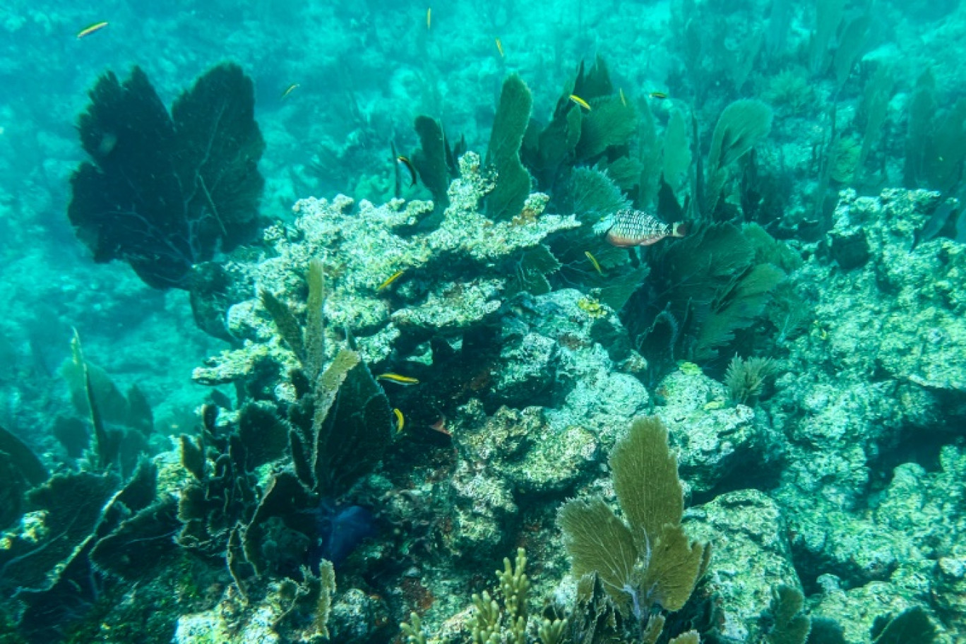 Sous l'océan Atlantique au large de Key Largo, en Floride, le 23 septembre 2021 © CHANDAN KHANNA