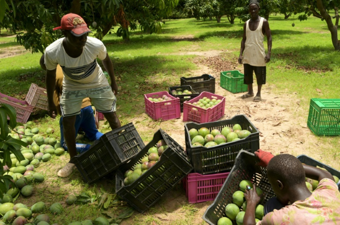 Récolte de mangues destinées à être vendues sur les réseaux sociaux, à Gadiaga au Sénégal le 25 juillet 2024 © SEYLLOU