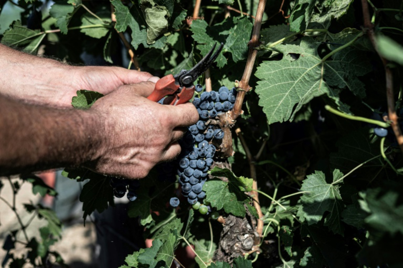 Un employé récolte les grappes de raisin à Contessa Entellina, en Sicile, le 7 août 2024 © MARCO BERTORELLO