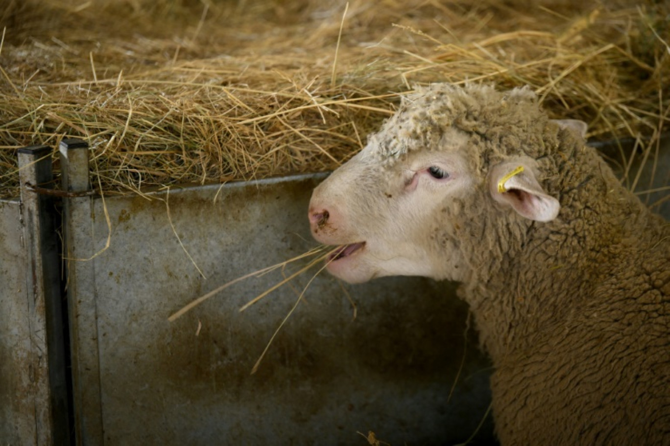 Un premier foyer en France de fièvre catarrhale ovine de sérotype 3, pouvant être mortelle pour les moutons, a été confirmé dans un élevage ovin de Marpent (Nord) © Nicolas TUCAT